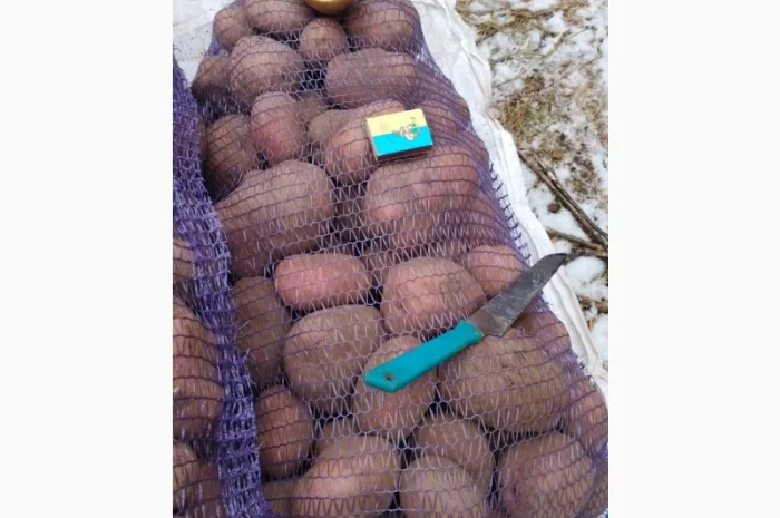 Картопля от производителя- фото № 3