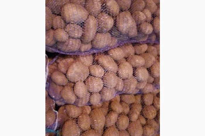 Картопля от производителя- фото № 4