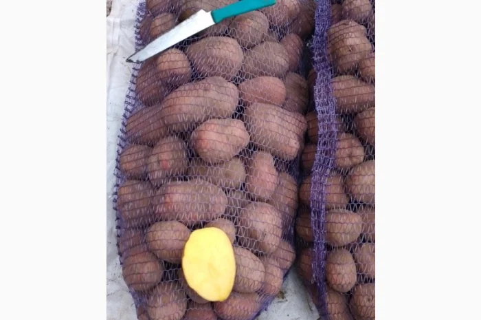 Картопля от производителя- фото № 5