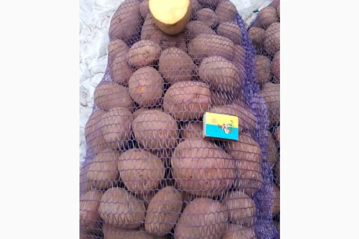 Картопля от производителя- фото № 6