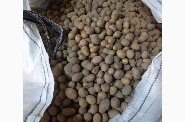 Продаж насіннєвої картоплі сорту Раномі- фото № 1
