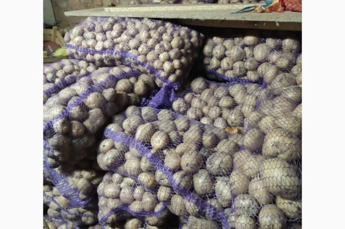 Якісна картопля на продаж- фото № 2