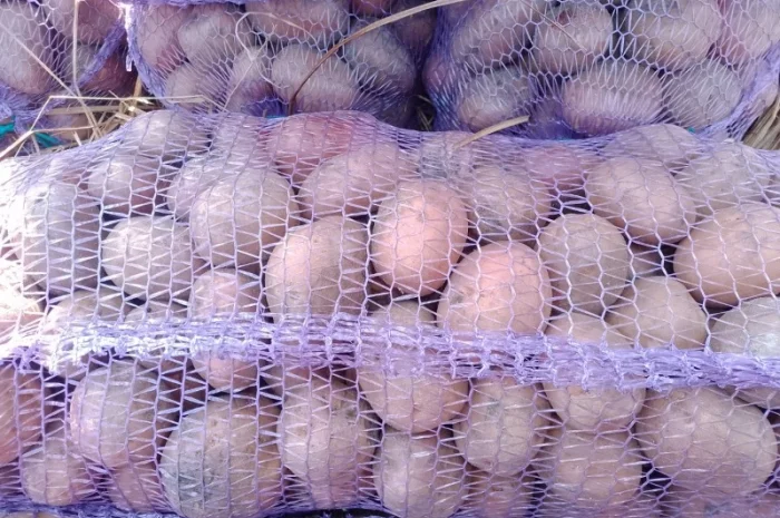 Куплю картоплю від 5 тонн- фото № 1