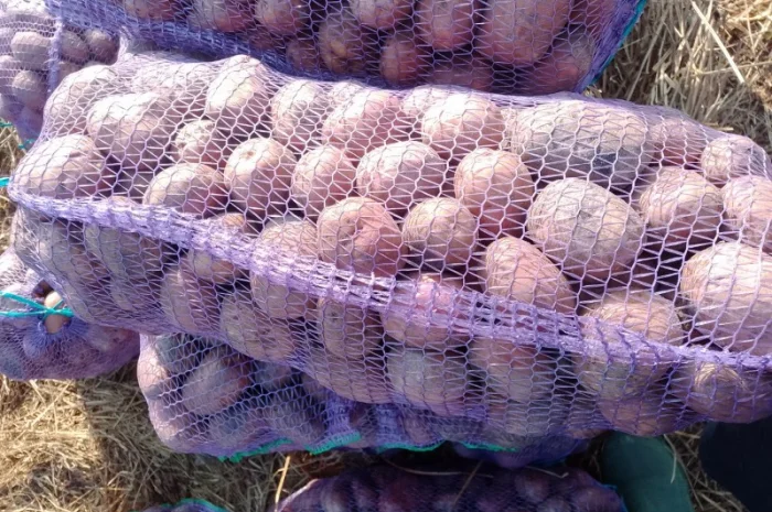 Куплю картоплю від 5 тонн- фото № 2