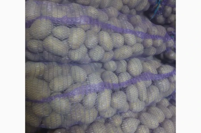 Продаж картоплі сорту Мелоді, 10 тон- фото № 1