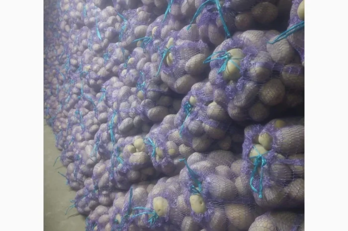 Продаж картоплі сорту Мелоді, 10 тон- фото № 2