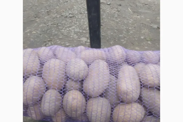 Продаж картоплі сорту Мелоді, 10 тон- фото № 3