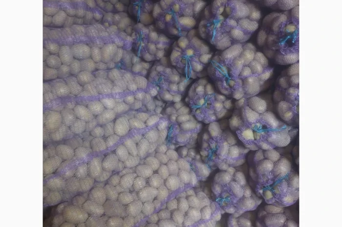 Продаж картоплі сорту Мелоді, 10 тон- фото № 4