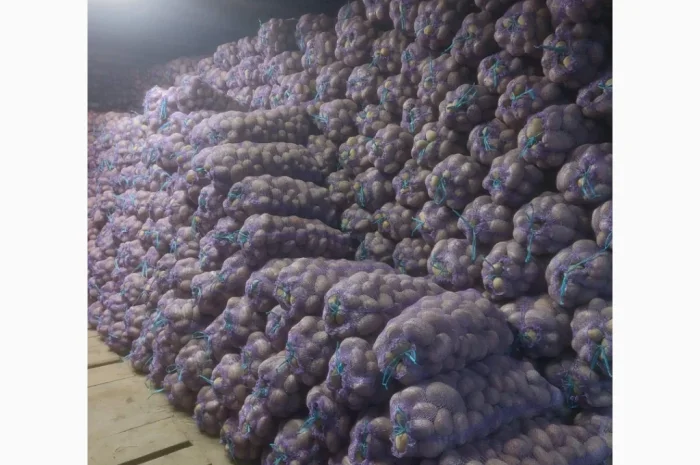 Продаж картоплі сорту Мелоді, 10 тон- фото № 5