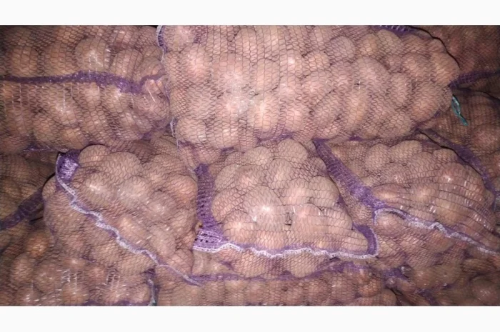 Продаж картоплі коломбо ручної перебірки- фото № 1