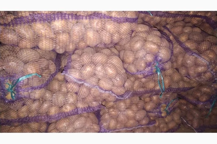 Продаж картоплі коломбо ручної перебірки- фото № 2