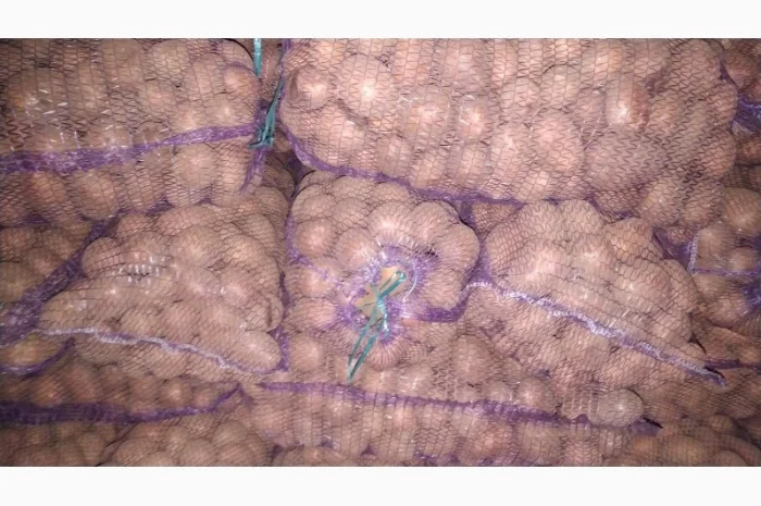 Продаж картоплі коломбо ручної перебірки- фото № 3