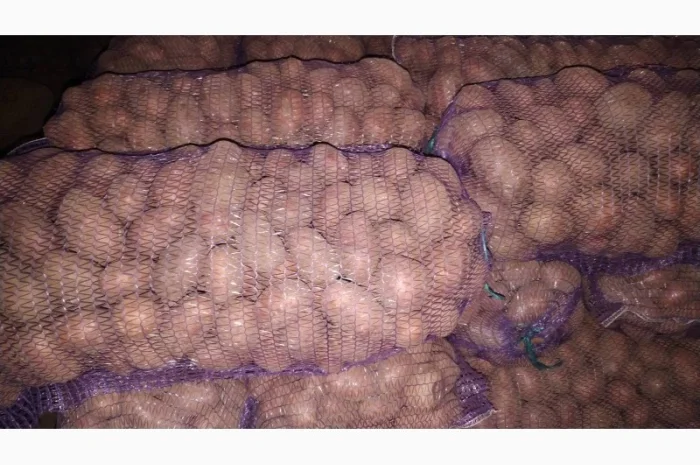 Продаж картоплі коломбо ручної перебірки- фото № 4