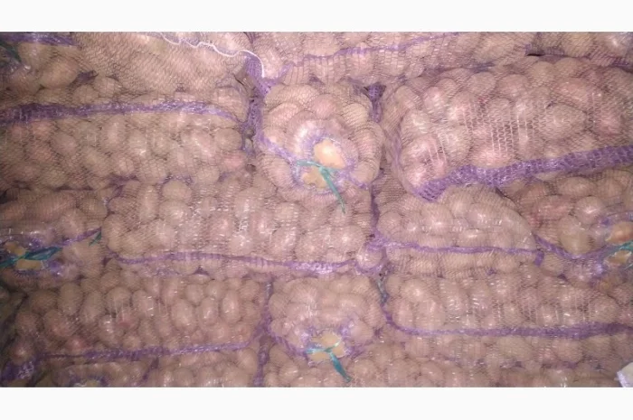 Куплю картоплю ручного перебирання Арізона- фото № 1