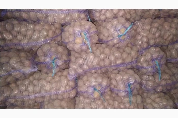 Куплю картоплю ручного перебирання Арізона- фото № 2