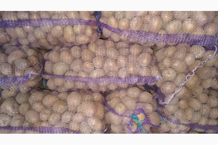 Куплю картоплю ручного перебирання Арізона- фото № 3