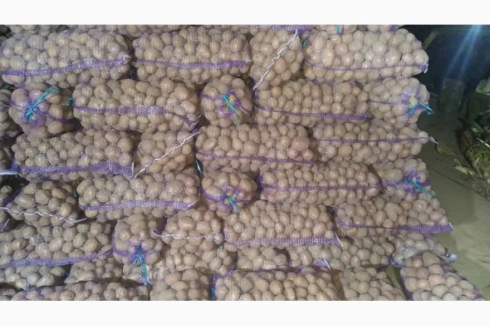 Куплю картоплю ручного перебирання Арізона- фото № 4