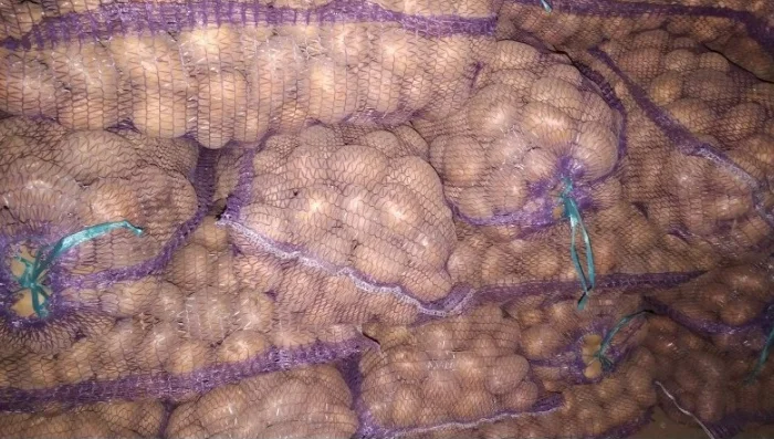 Продаж насінневої картоплі коломбо- фото № 1