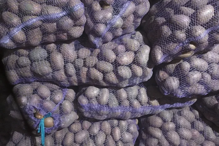 Куплю товарний картоплю хорошої якості- фото № 1