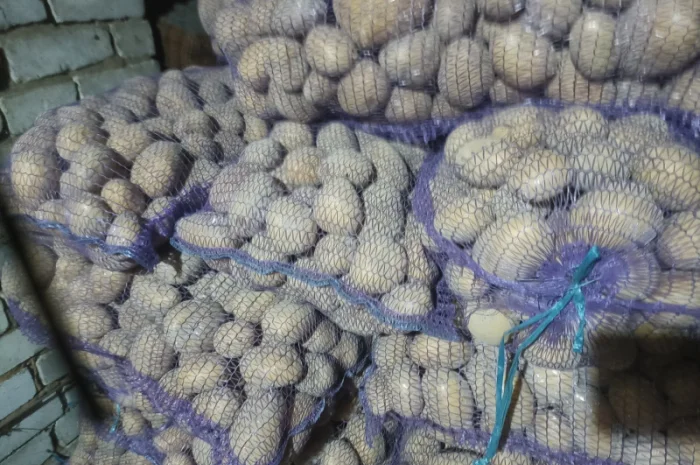 Куплю товарний картоплю хорошої якості- фото № 2