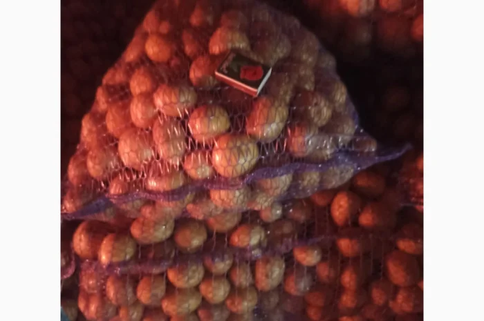 Семенной картофель Ривьера на продажу- фото № 1