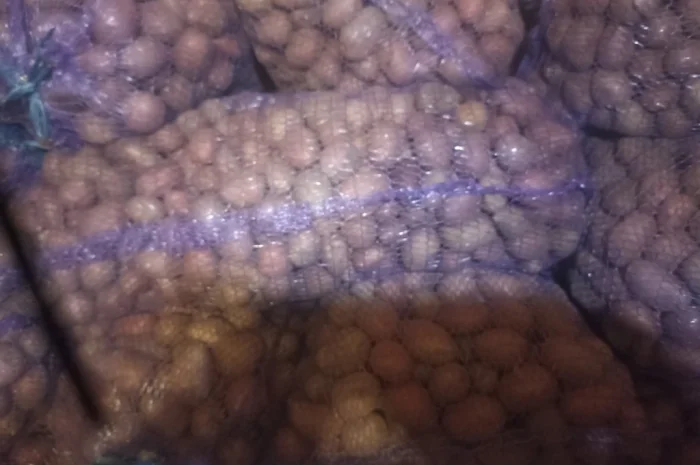 Пропонується семенний картопля Алуэт, ручна перебірка- фото № 2