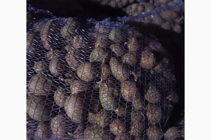 Пропонується семенний картопля Алуэт, ручна перебірка- фото № 3