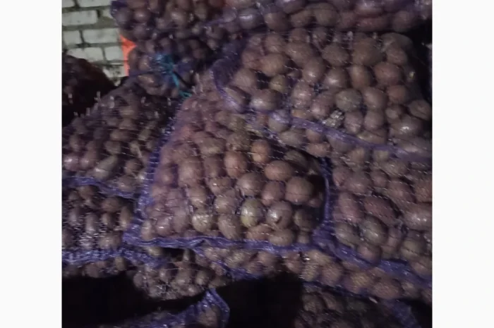 Пропонується семенний картопля Алуэт, ручна перебірка- фото № 4