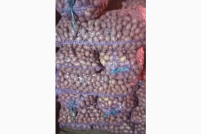 Семенная картопля Аризона на продаж- фото № 3