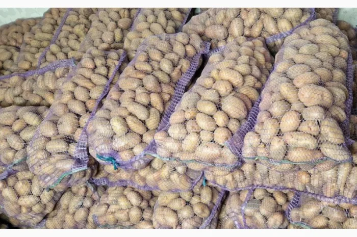 Продаж картоплі Княгиня та Словянка- фото № 1