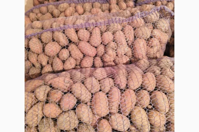 Продаж насіннєвої картоплі Слов'янка- фото № 1