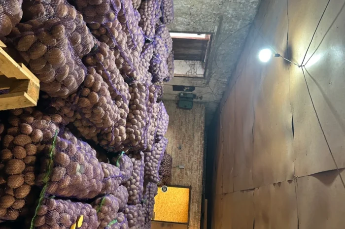 Продажа товарной картошки от населения- фото № 2