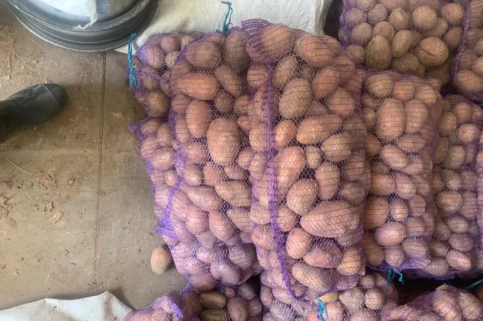 Продажа товарной картошки от населения- фото № 4