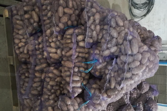 Продаж картоплі сорту Гранада урожаю 2025- фото № 3