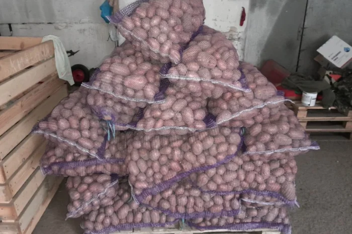 Продаж картоплі сорту Гранада урожаю 2025- фото № 4