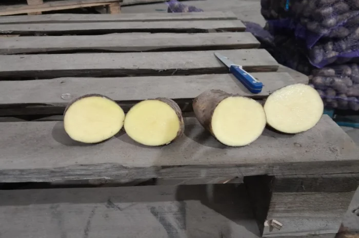 Продаж картоплі сорту Гранада урожаю 2025- фото № 5