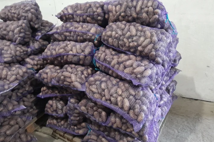 Продаж картоплі сорту Гранада урожаю 2025- фото № 12