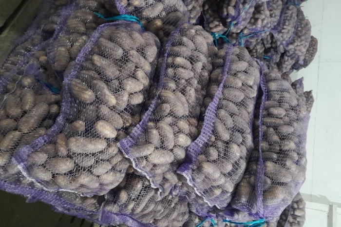 Куплю картоплю товарну сорт Гранада- фото № 11