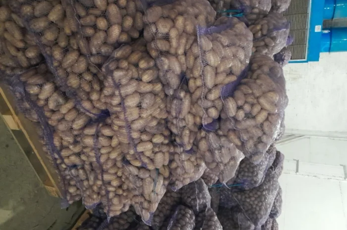 Куплю картоплю товарну сорт Гранада- фото № 1