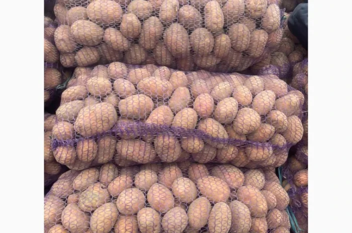 Куплю картоплю Белла Роса- фото № 1