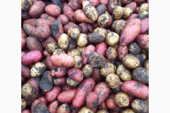 Картопля на переробку- фото № 1