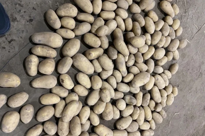 Продаж картоплі сорт Гранада- фото № 10