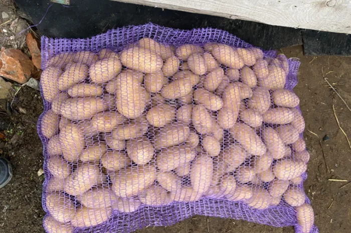 Продается картофель сорта Гранада- фото № 11