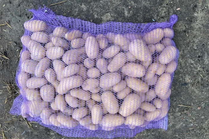 Продаж картоплі сорт Гранада- фото № 11