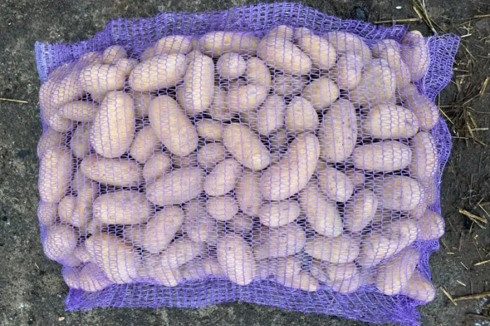 Продаж картоплі сорт Гранада- фото № 13