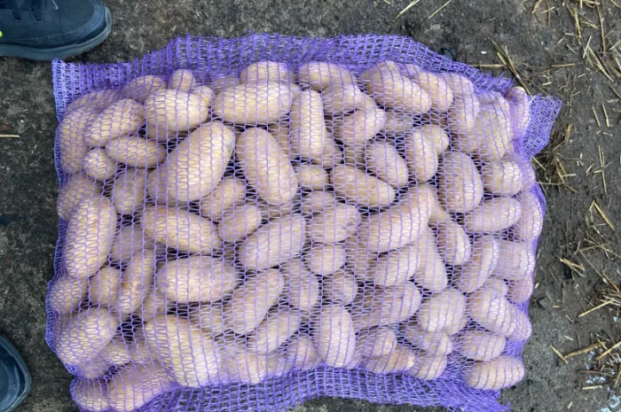 Продаж картоплі сорт Гранада- фото № 14