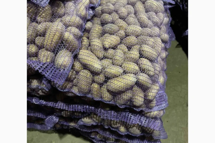 Продаж картоплі сорт Гранада- фото № 2