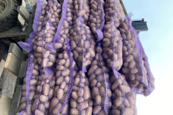 Продаж картоплі сорт Гранада- фото № 4