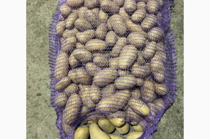 Продаж картоплі сорт Гранада- фото № 5