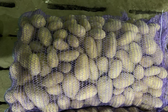 Продаж картоплі сорт Гранада- фото № 6